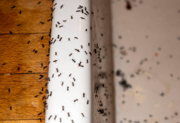 Best Pest Control Near Me in Keokuk, IA